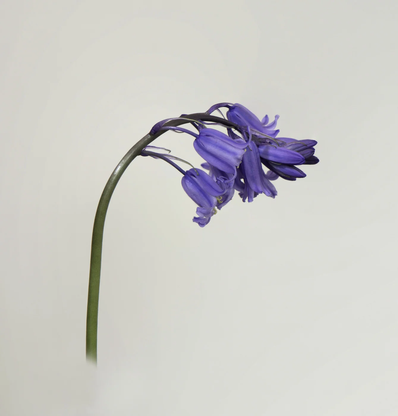   BLUE BEAUTY by Gordon Blount  