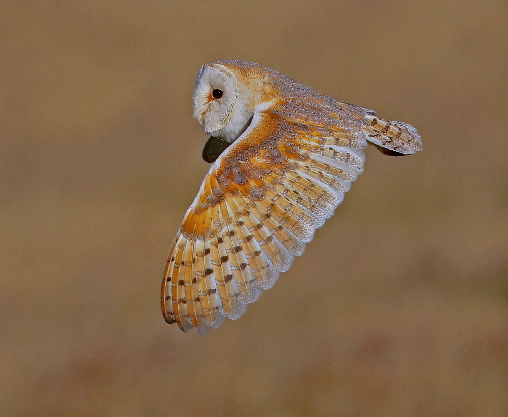 WILD NORFOLK BARN OWL by Ken Smith