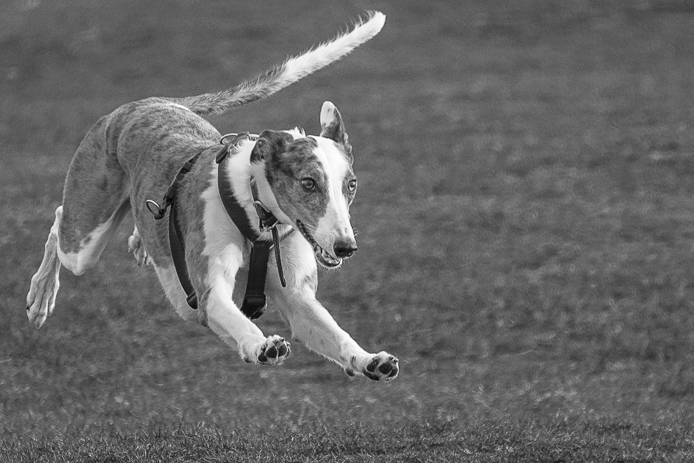 A DOG by James Hogg