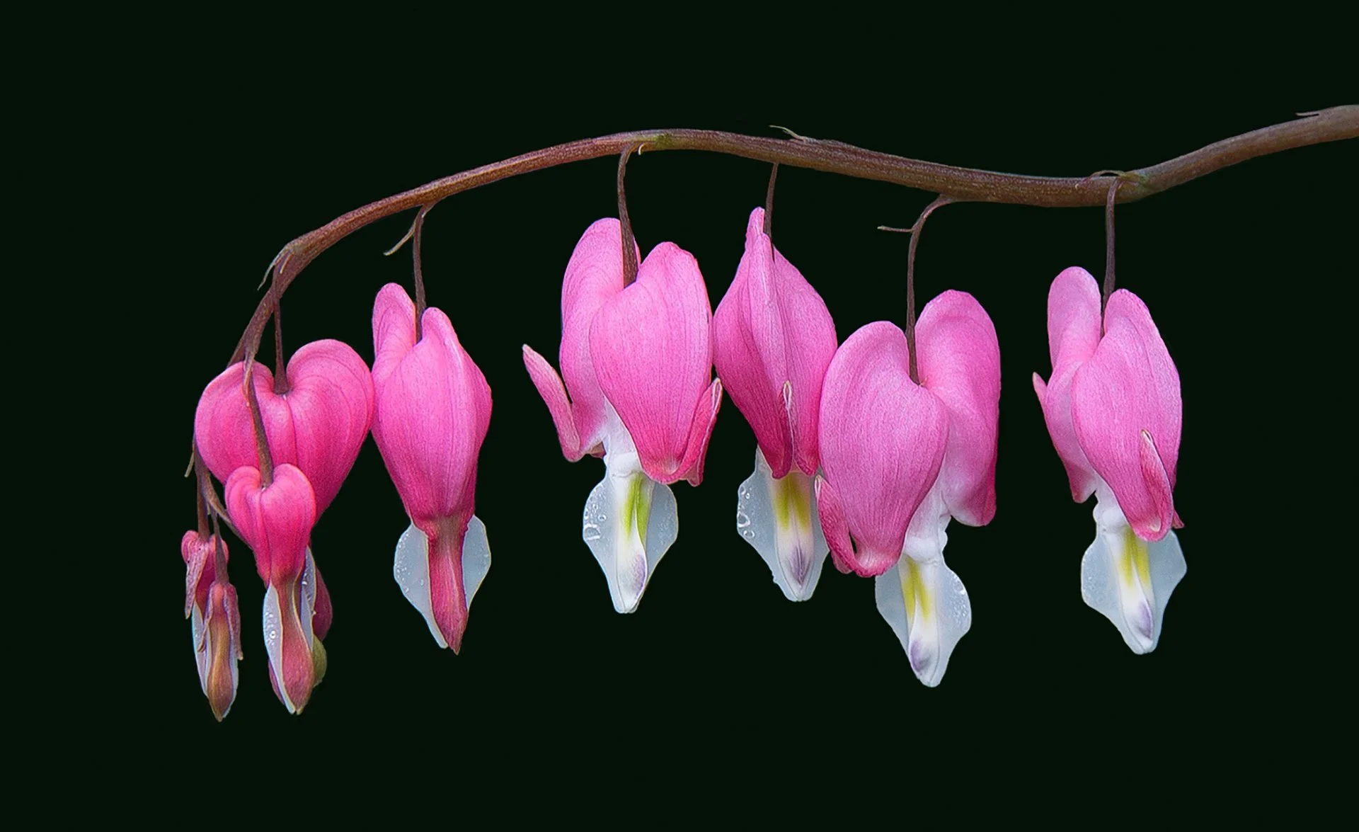   BLEEDING HEART by Chris Baker   