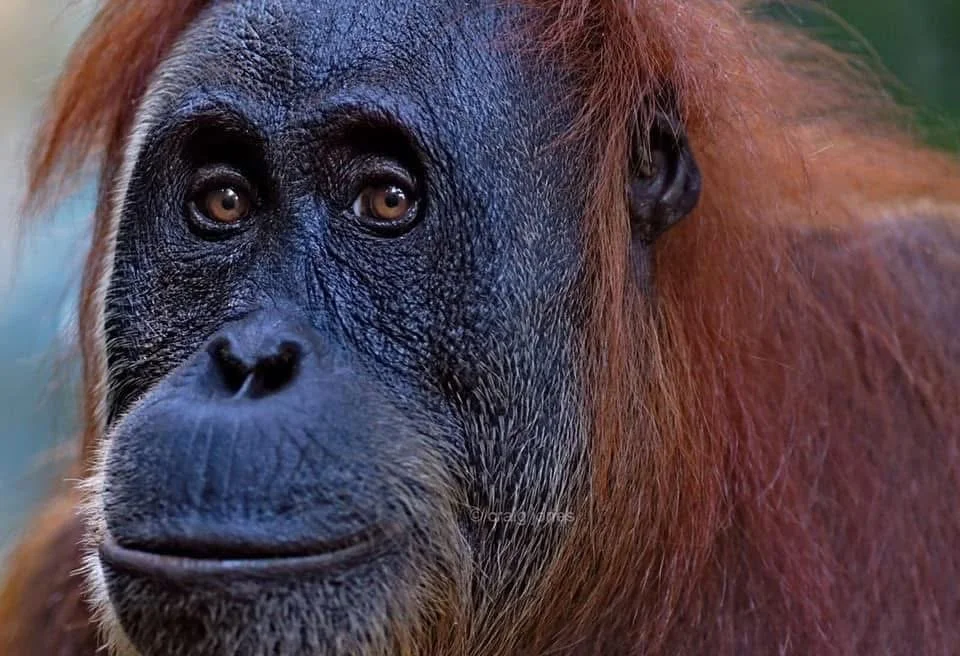 The Plight of the Sumatran Orangutan