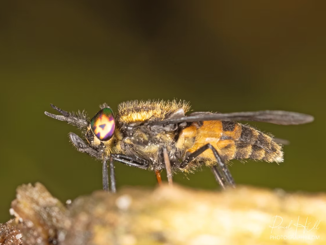 Macro Photography Practical