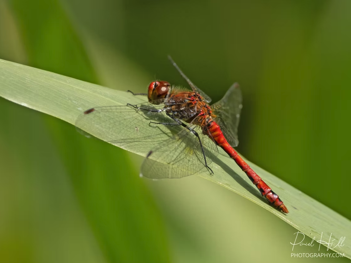 Macro Photography Critique (exact date TBC)