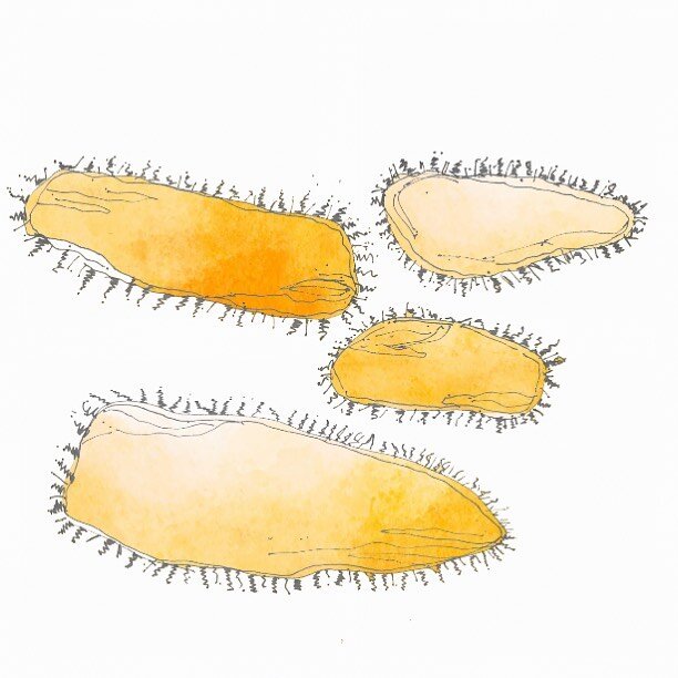 Watercolour Thursday #picnicrugs for collage