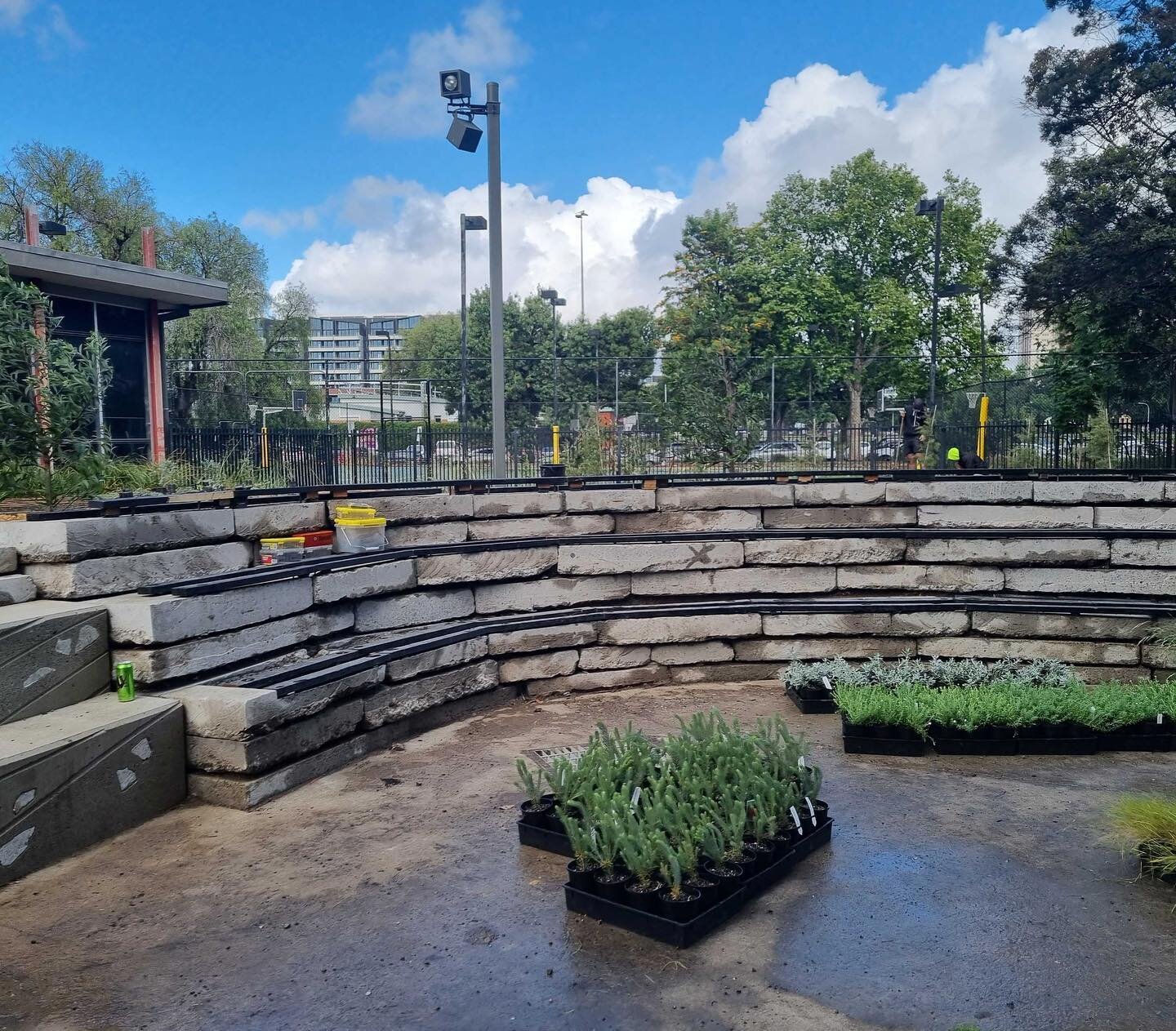 Kate popped out so site today so see the planting setout at Richmond high school. Next step timber seating to reused concrete amphitheatre. Looking excellent @hallmarklandscapes 🌱❤️