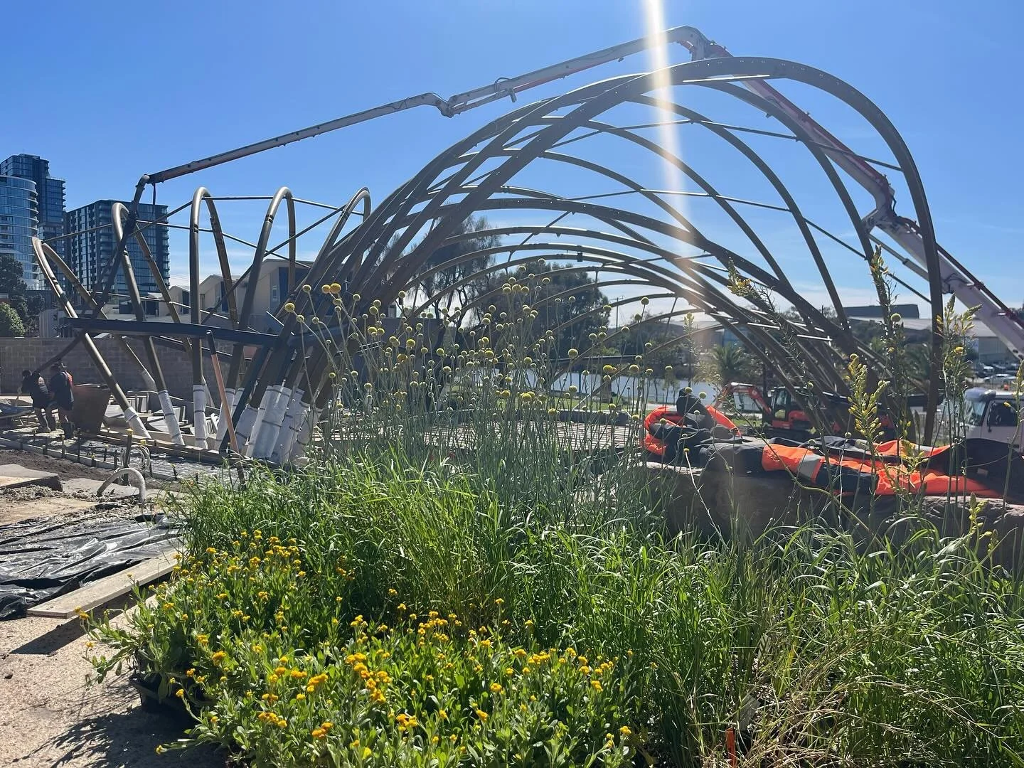 Western Plains Grassland and Riparian Scrub species are returning to the banks of the Maribyrnong River at @footscrayarts 💚