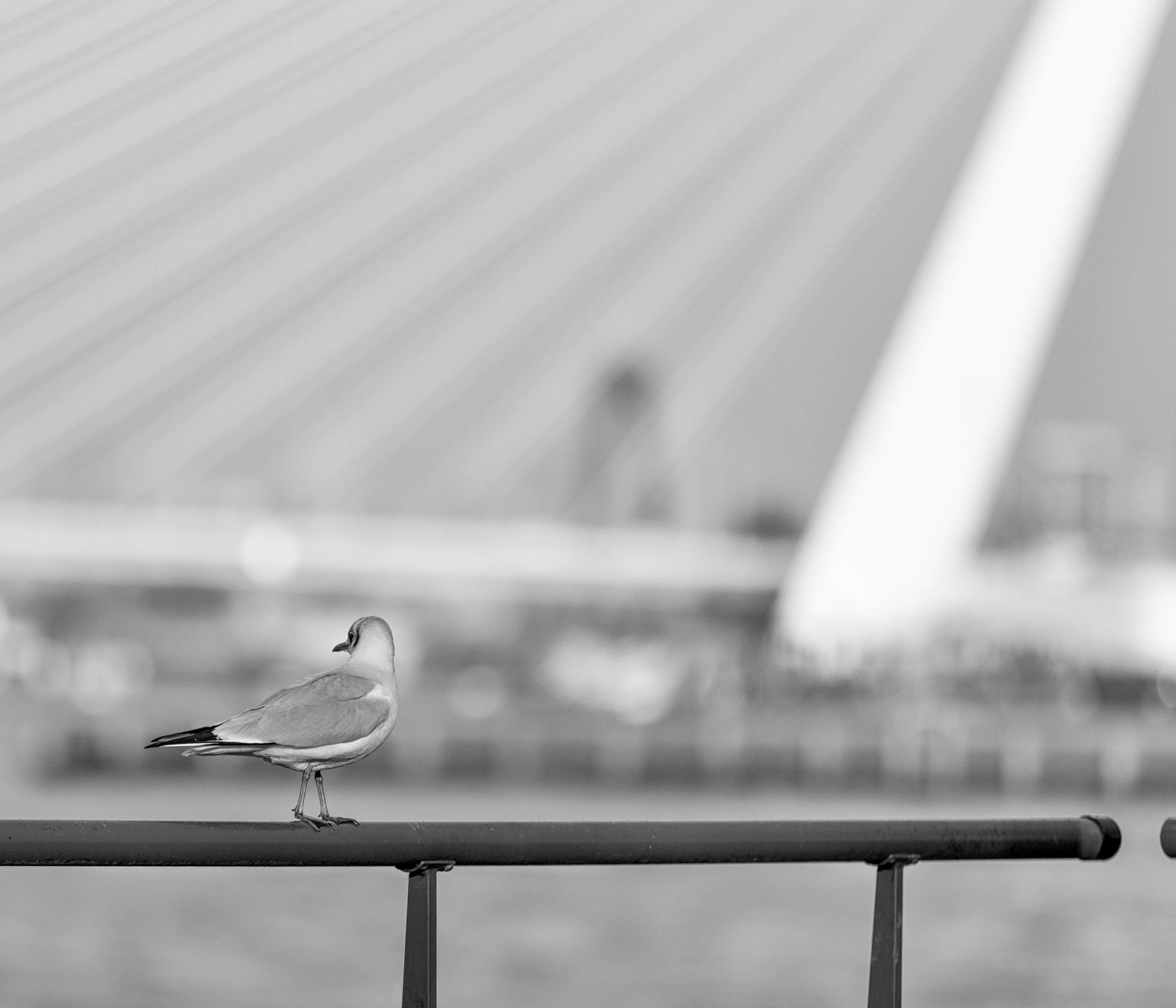 View at the Erasmusbrug Rotterdam