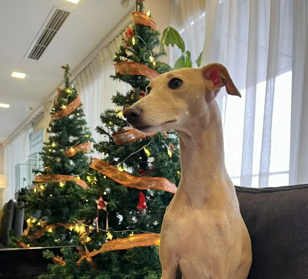 Christmas Event - December 2022