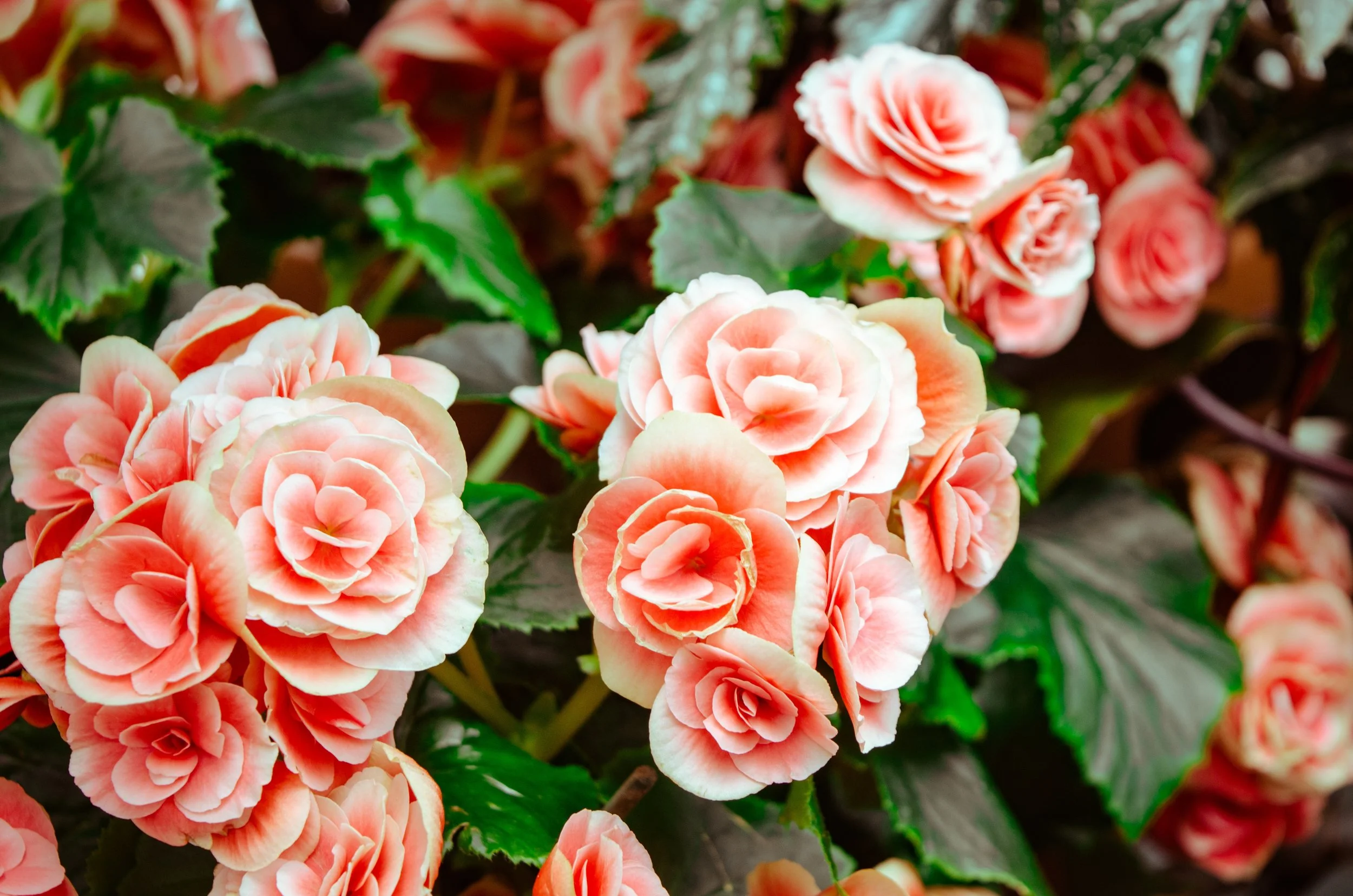 beautiful-bloom-blooming-613001.jpg