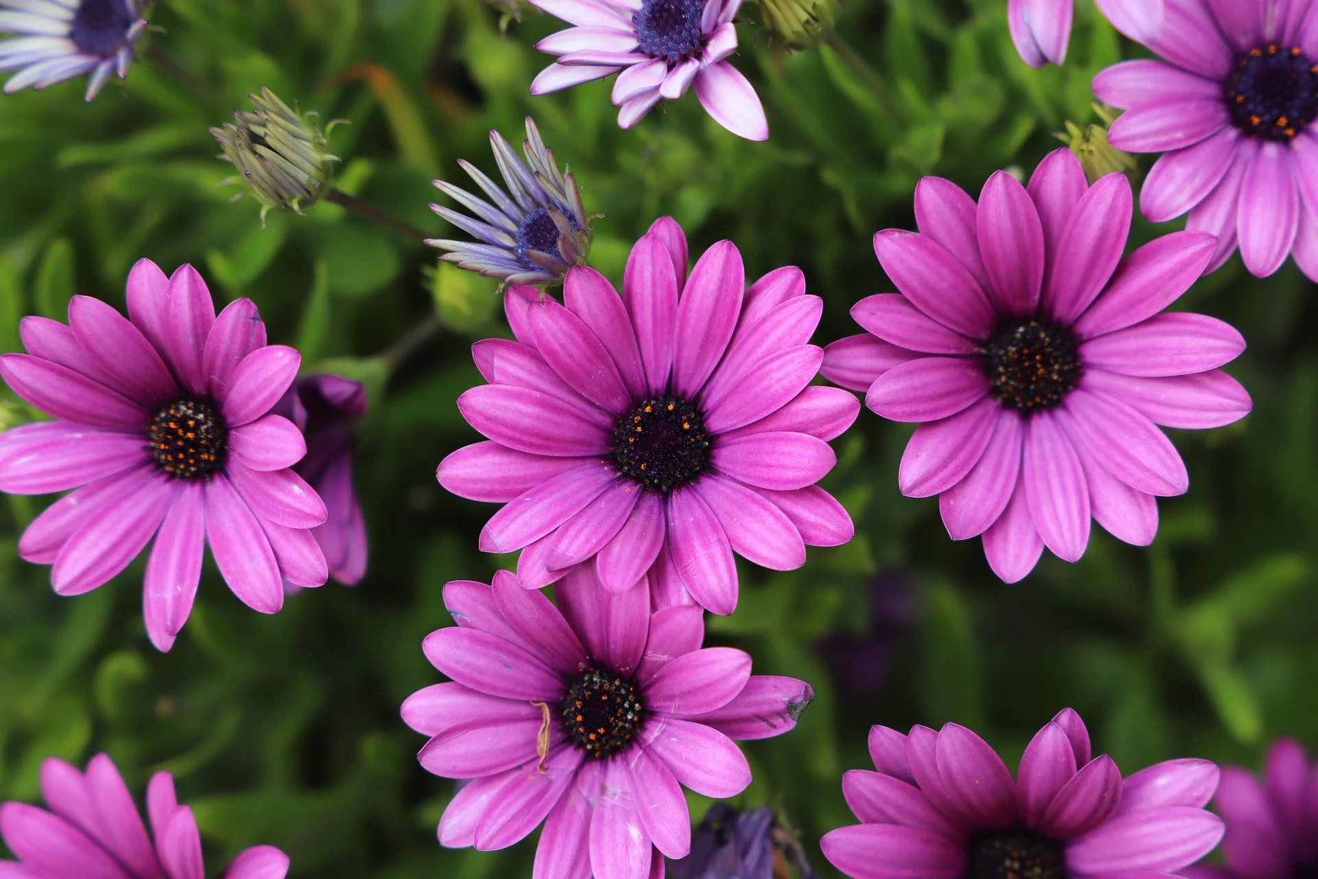 flower-3311969_1920.jpg
