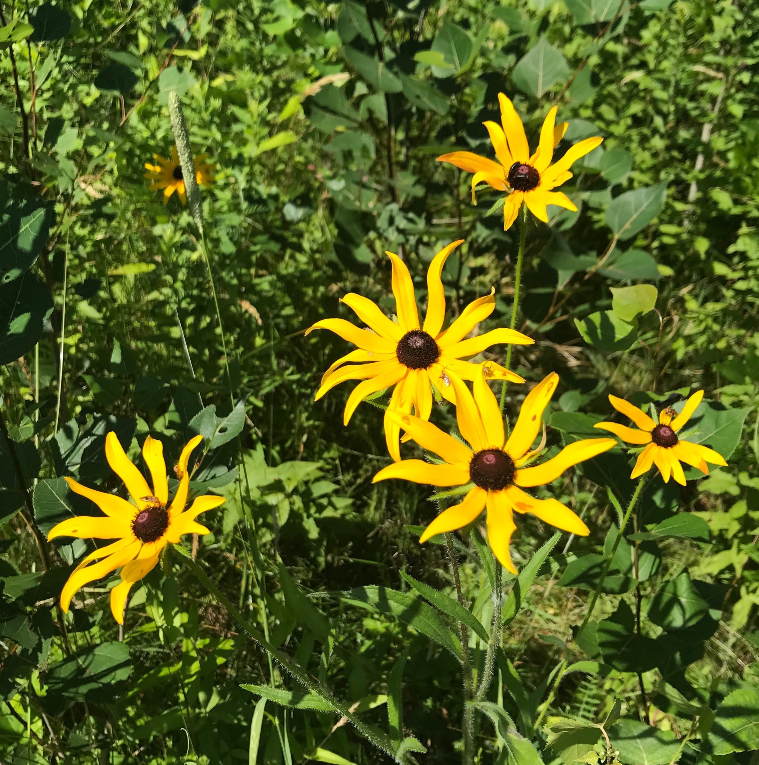 Black-Eyed Susan Flowers being used to make a Flower Essence for Releasing Old Habits