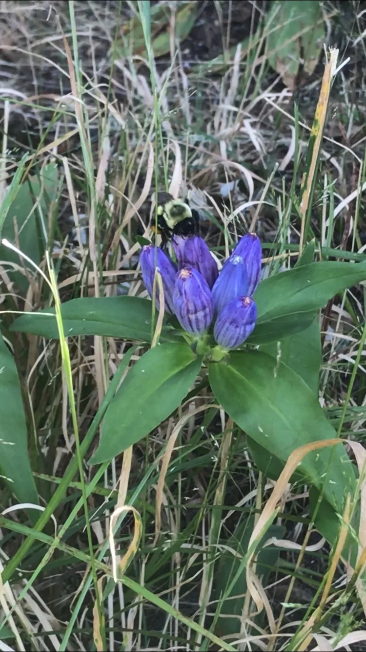 Bottle Gentian 3.jpg