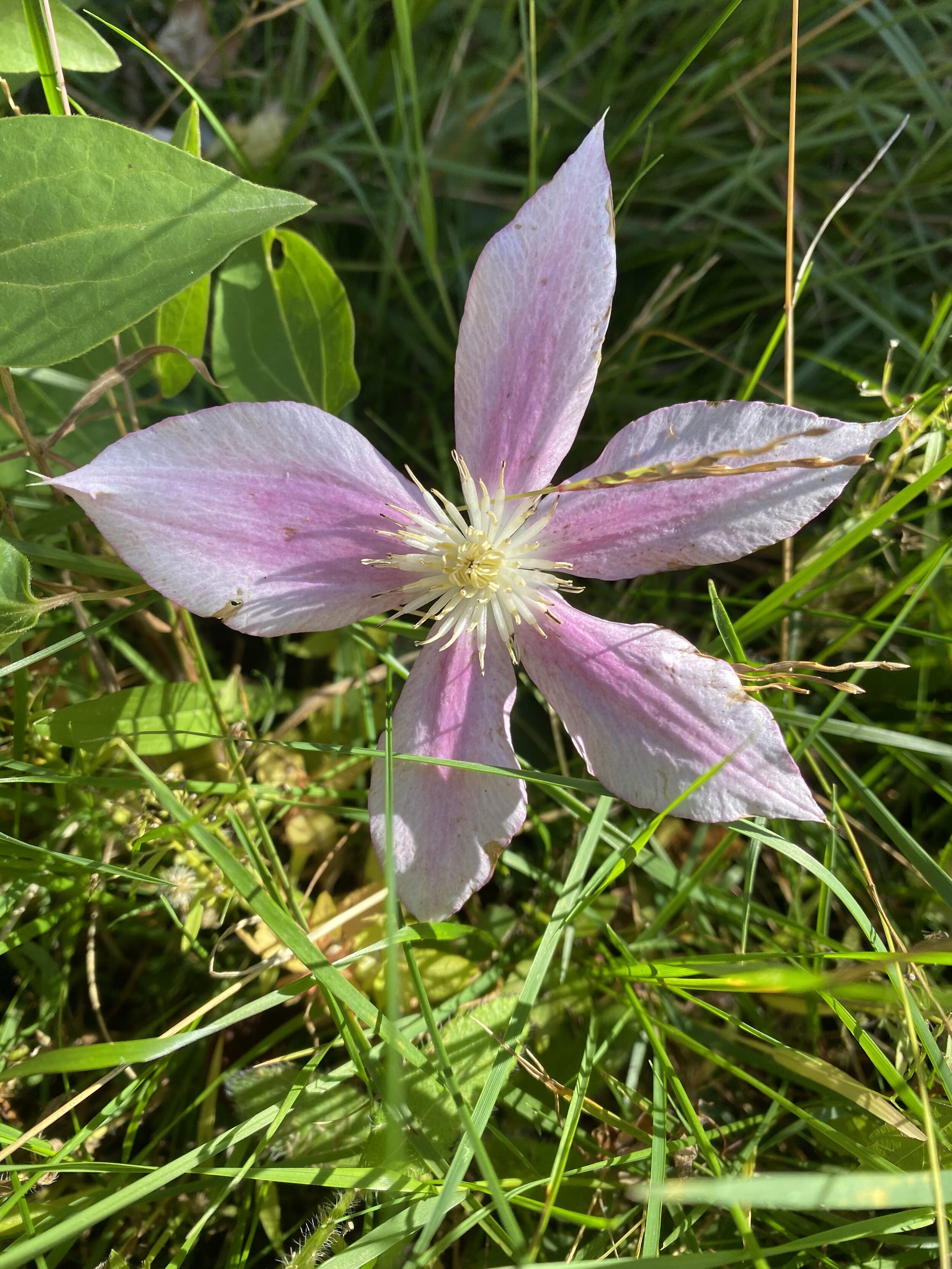 Clematis Flower Essence - Combating Dreaminess and Finding Purpose