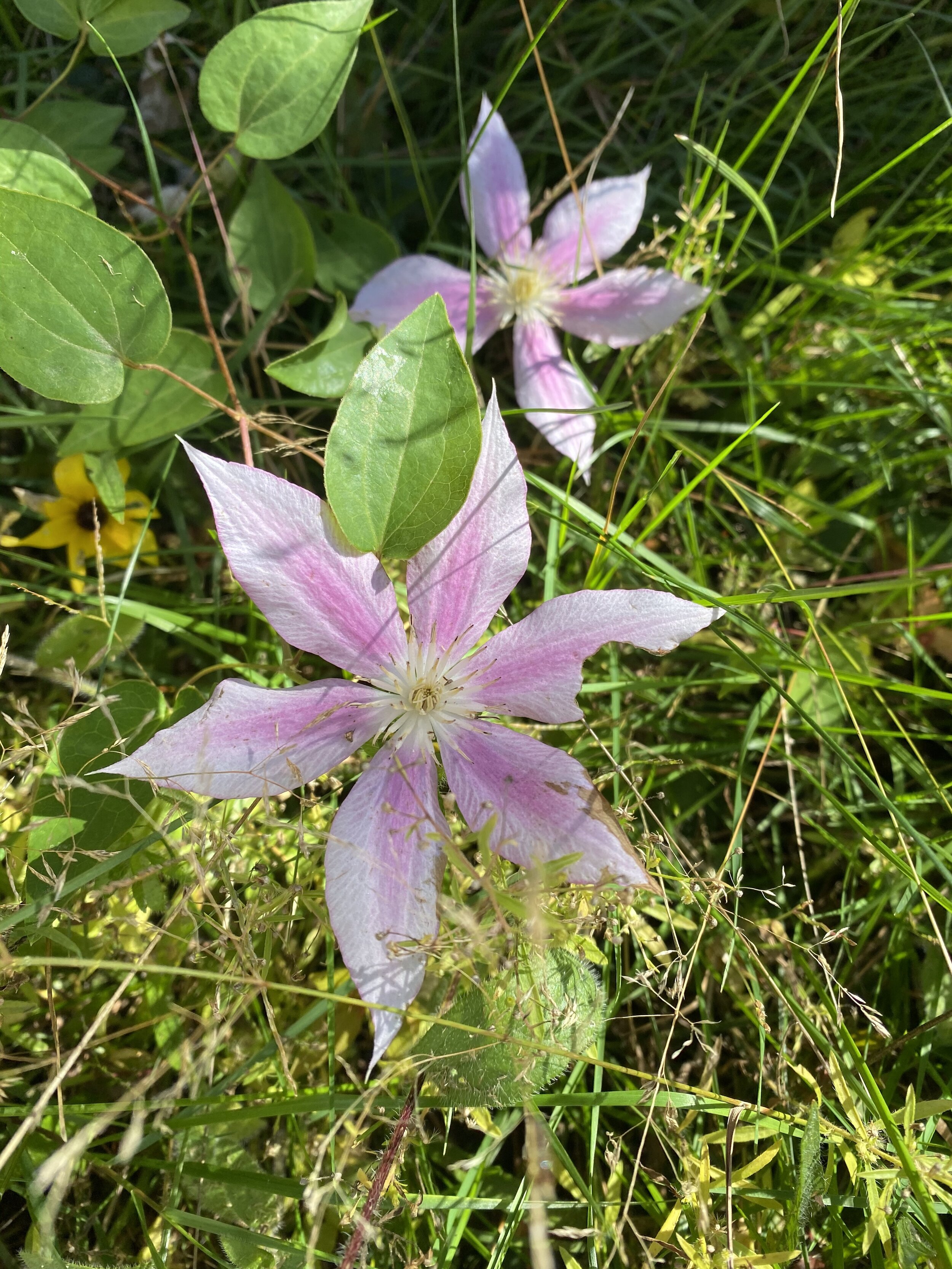 Clematis Flower used to make a Flower Essence for Enhancing Concentration and Focus