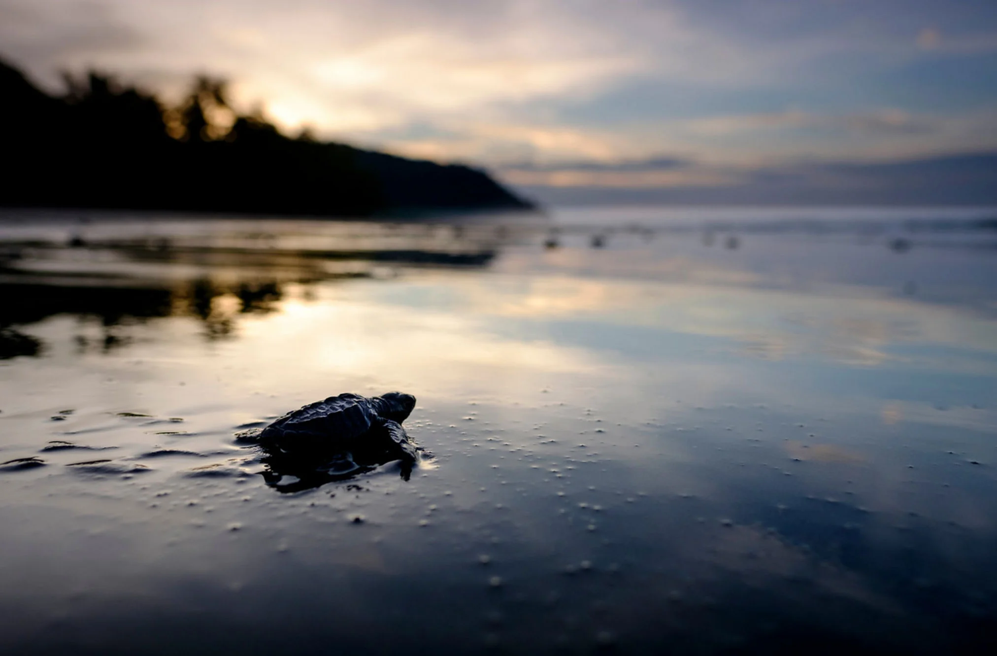 wet-turtle.jpg