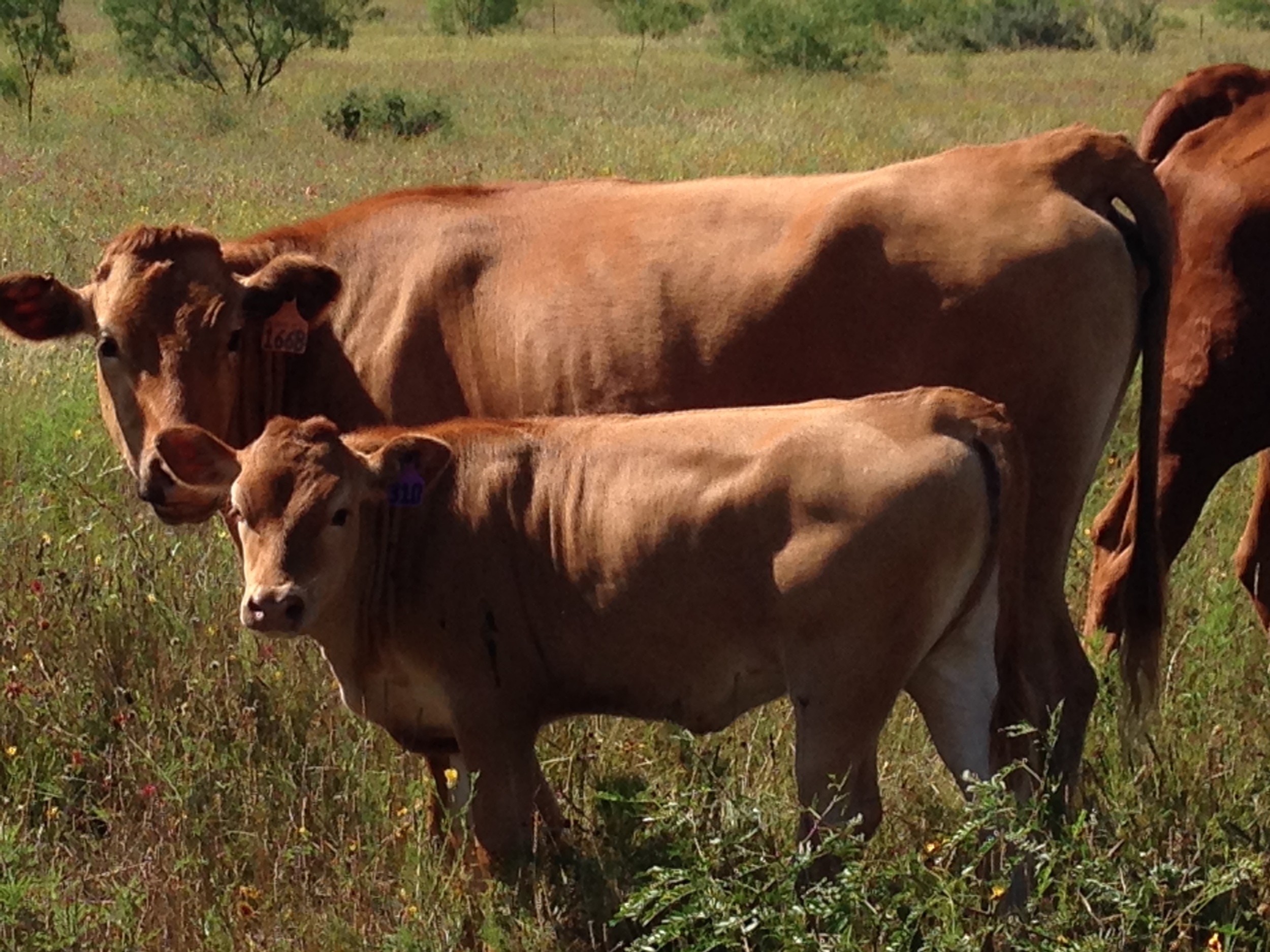  7/8 Akaushi first calf heifer raising her 15/16 Pure Bred bull calf 