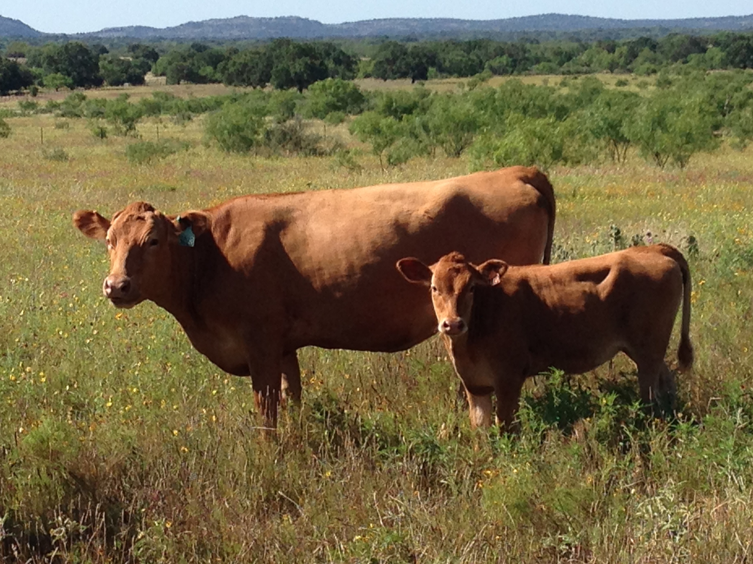   Purebred Akaushi Cattle   High Quality Texas Red Wagyu 