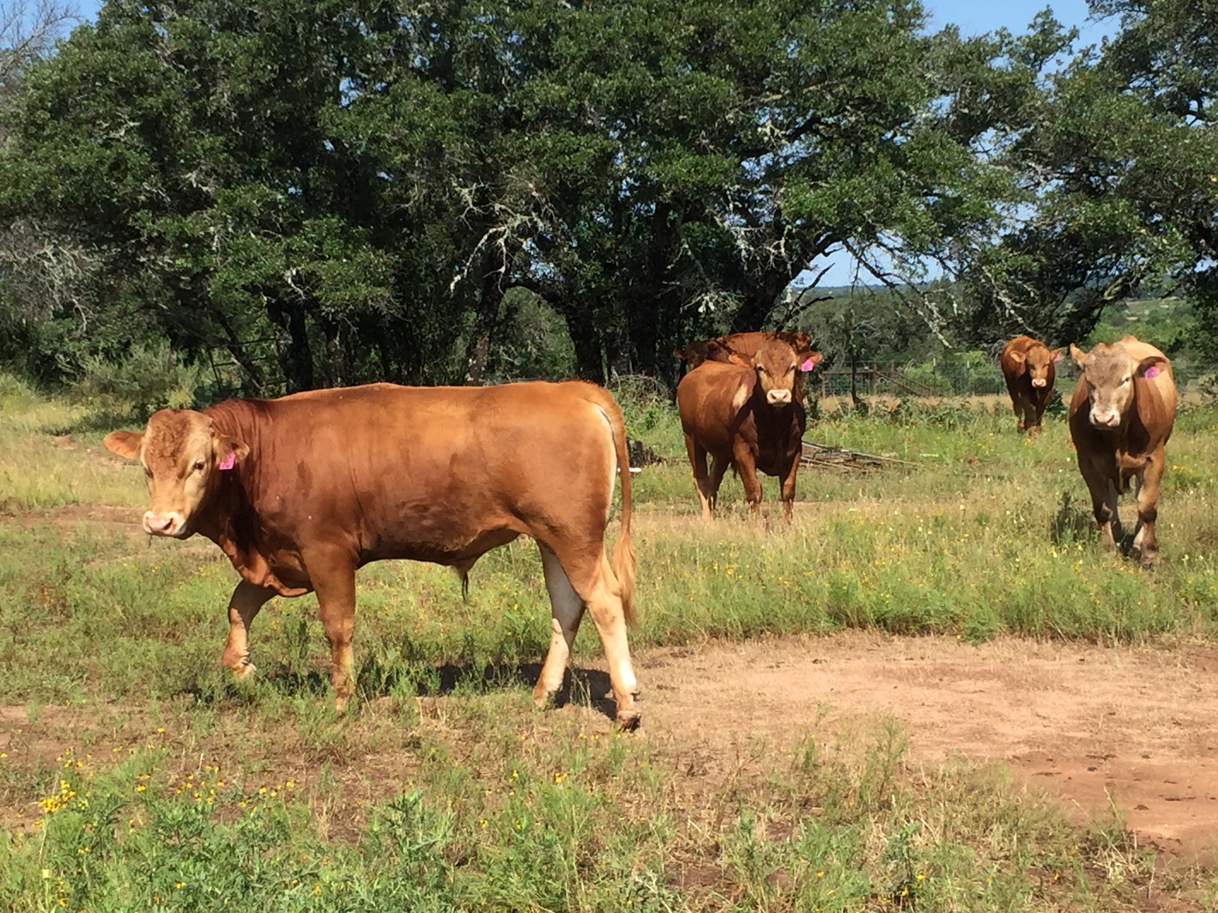   Purebred Akaushi Cattle   High Quality Texas Red Wagyu 