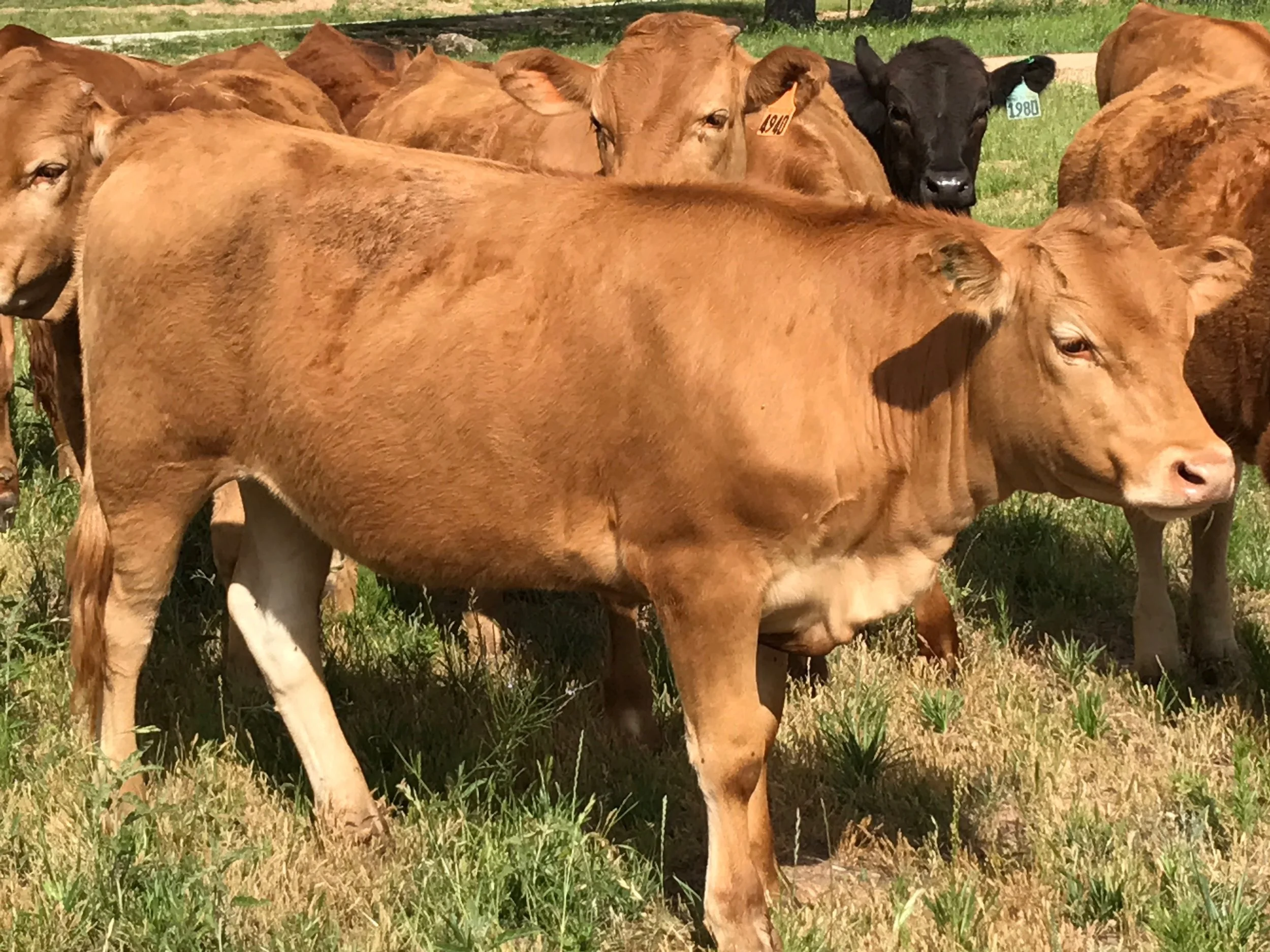 Purebred Akaushi, Texas Red Wagyu Cattle Bulls, Semen Straws, Cows