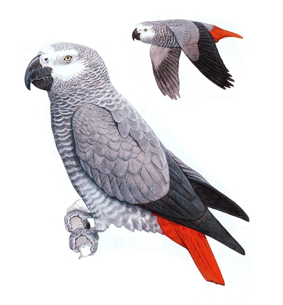 african grey.jpg