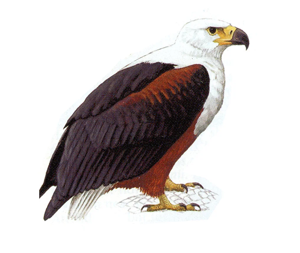 fish eagle.jpg