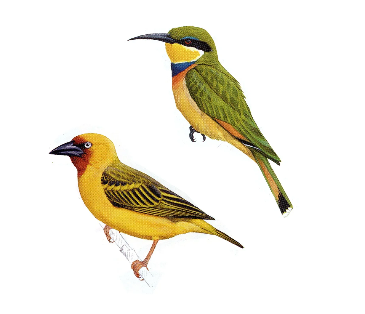 bee-eater weaver.jpg