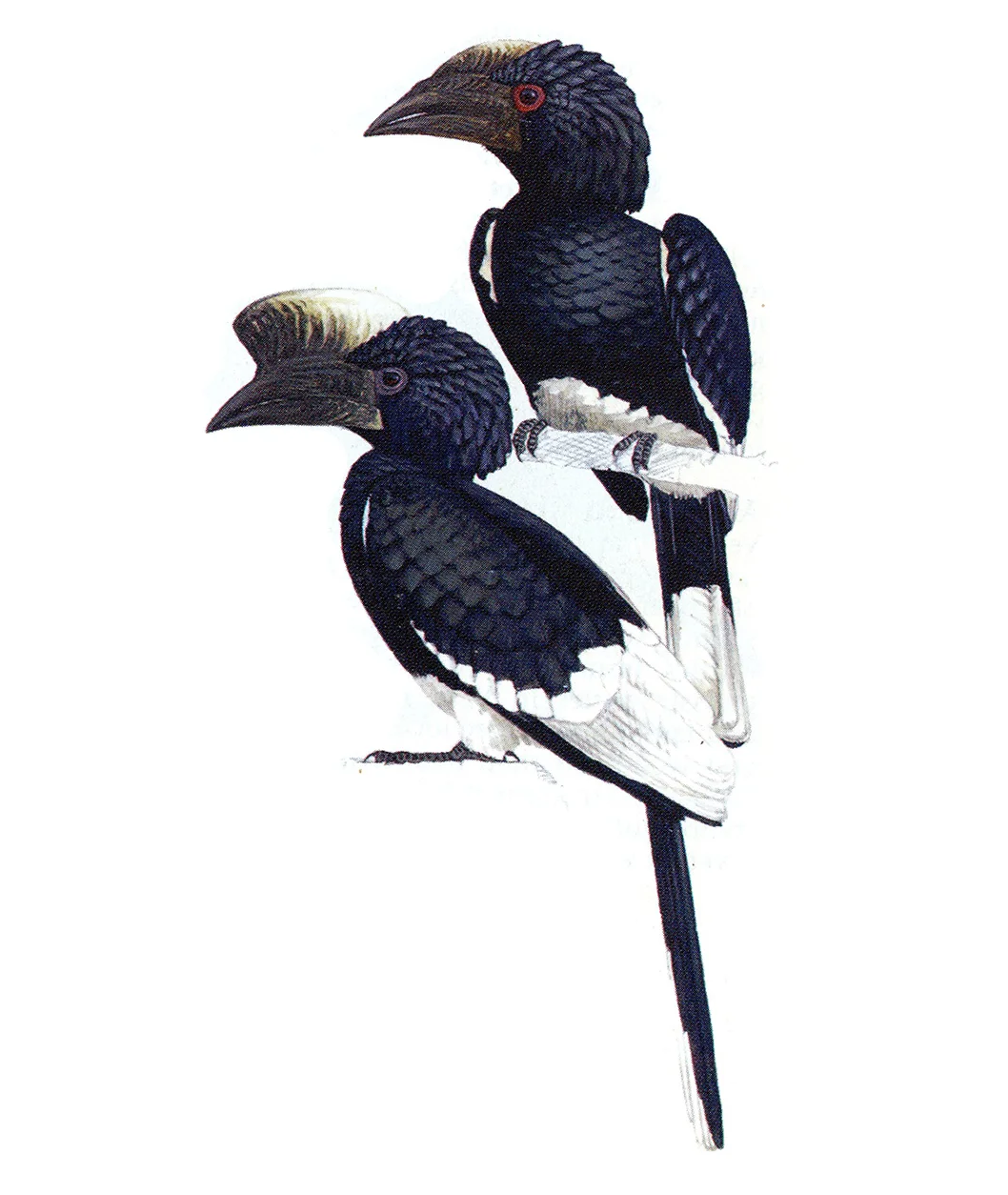 Hornbill.jpg
