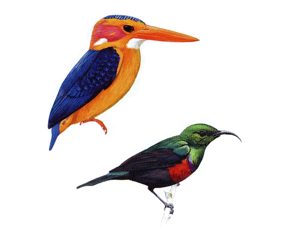 sunbird pigmy.jpg