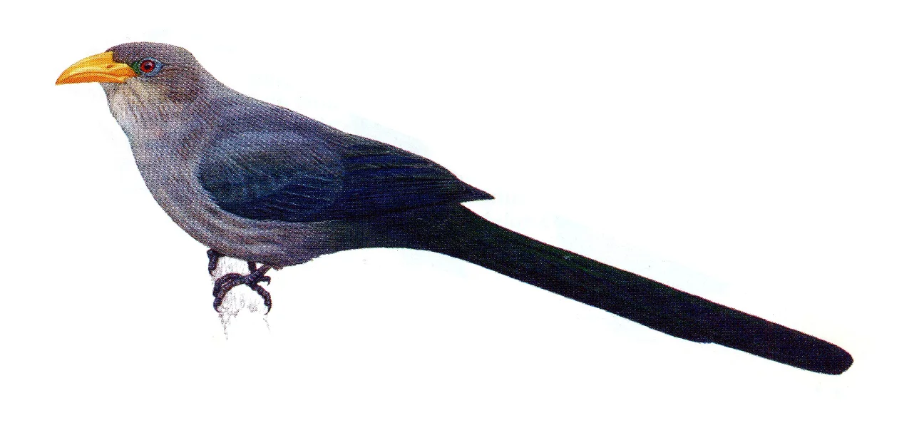yellowbill.jpg