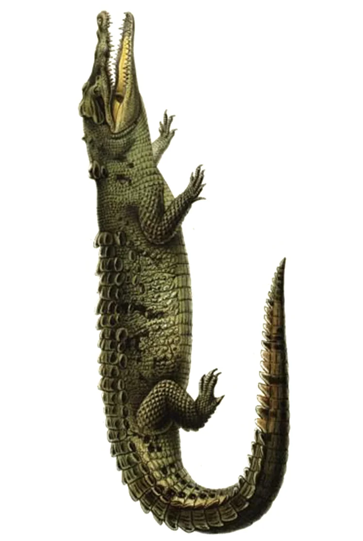 croc.jpg