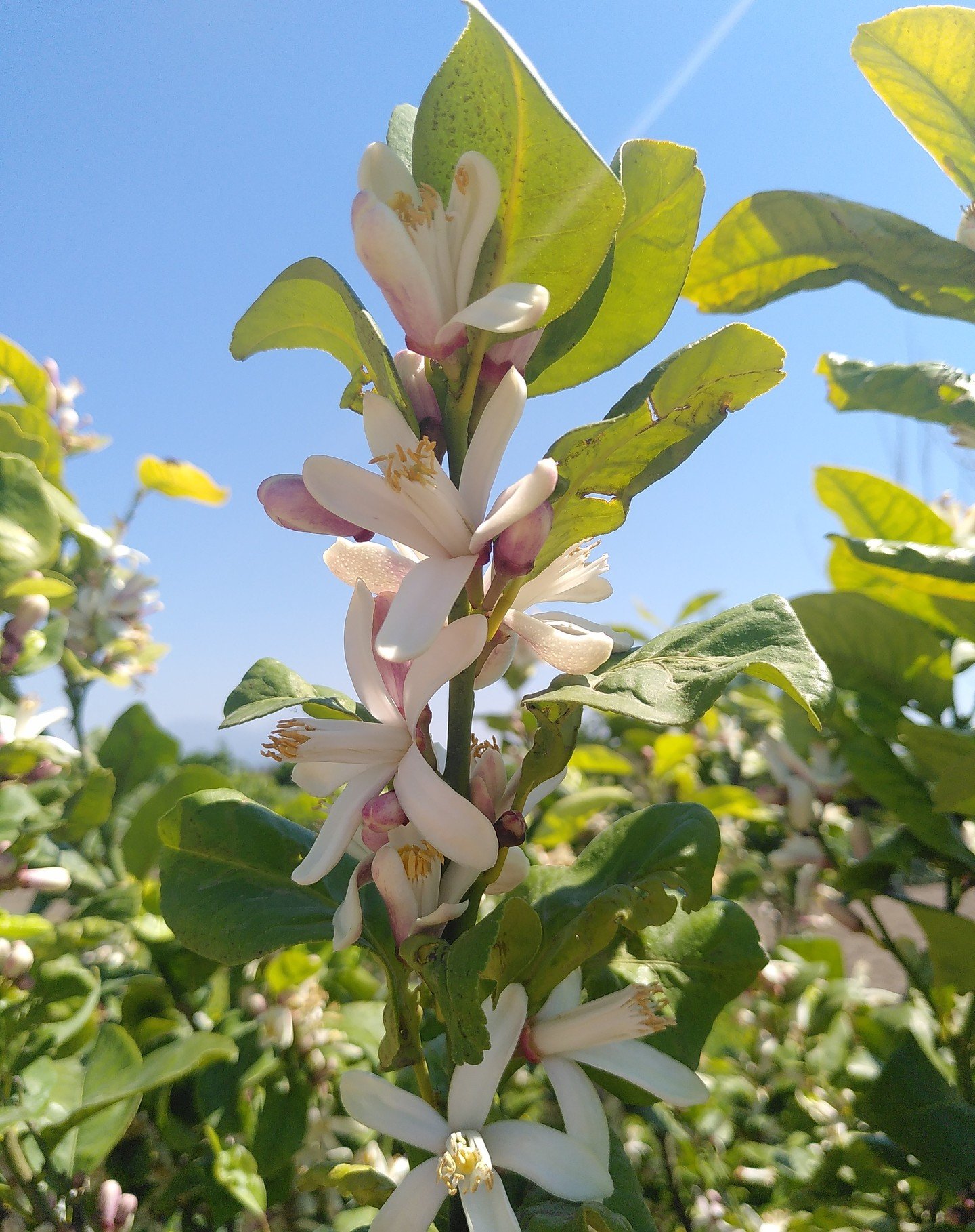 #giardinotorre 
The Giardino Torre (Tower Garden) in the Capodimonte park is in full bloom! In the garden both decorative flowers as well as fruit bearing trees and vegetables are grown. In the tower, which now houses a restaurant, you can visit the 