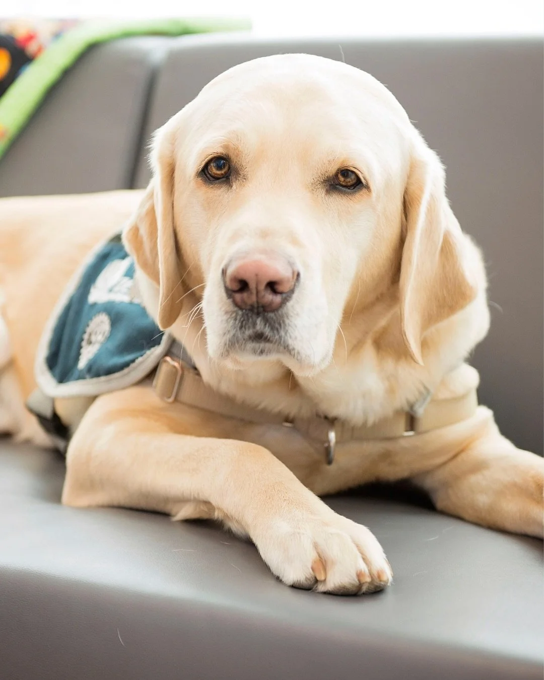 We are heartbroken to share the recent passing of our sweet friend, Fletcher.

Fletcher worked at the Zebra Centre for 8 years before his well deserved retirement in June of 2023.&nbsp;

Throughout his incredible career as a facility dog, Fletcher su