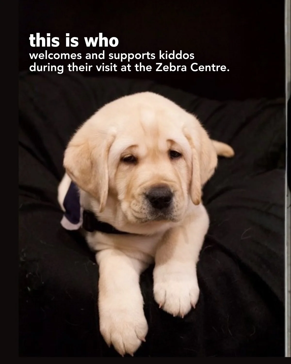 Since puppyhood, DWW Zeppelin, DWW Captain, and Moose have trained and worked hard to be the incredible Buddy Dog team they are.

They&rsquo;ve grown up so well 🥹

#SafetySupportStrength