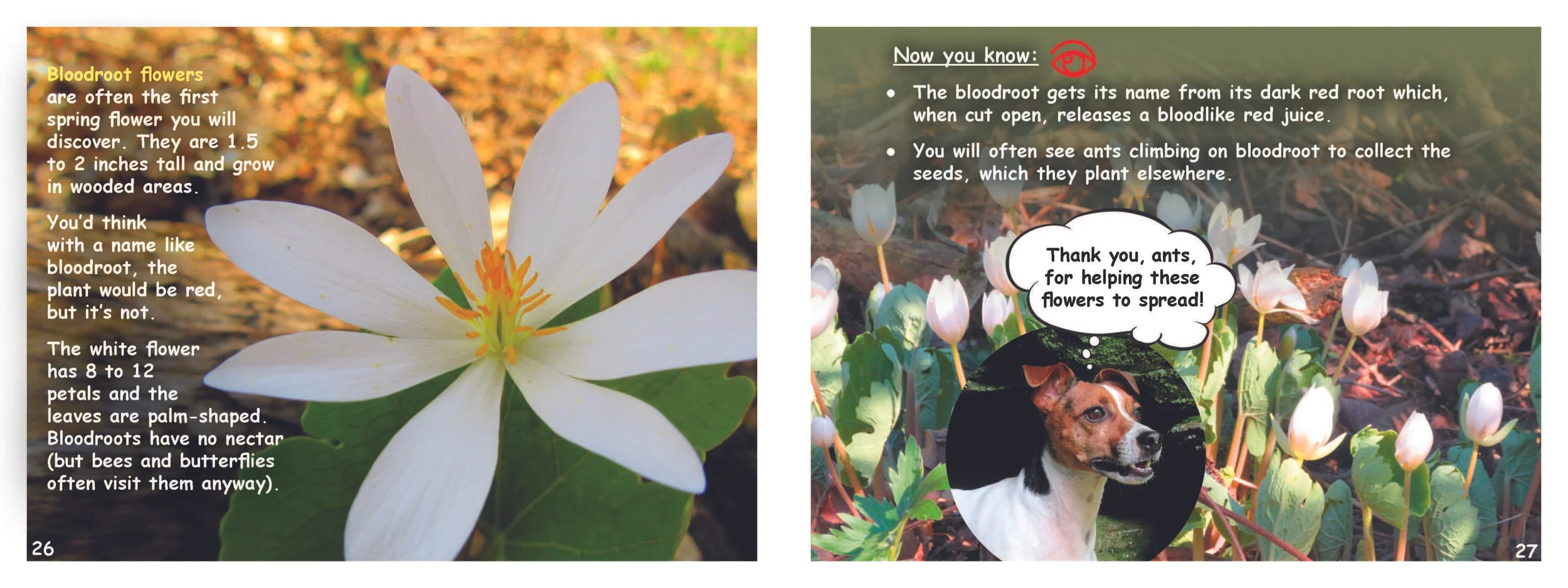spreads_Bloodroot.jpg