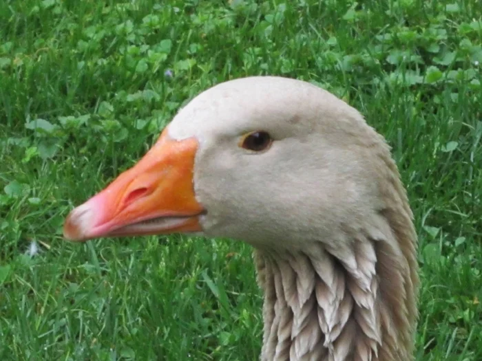 978012_531290250260518_1723336894_o.jpg