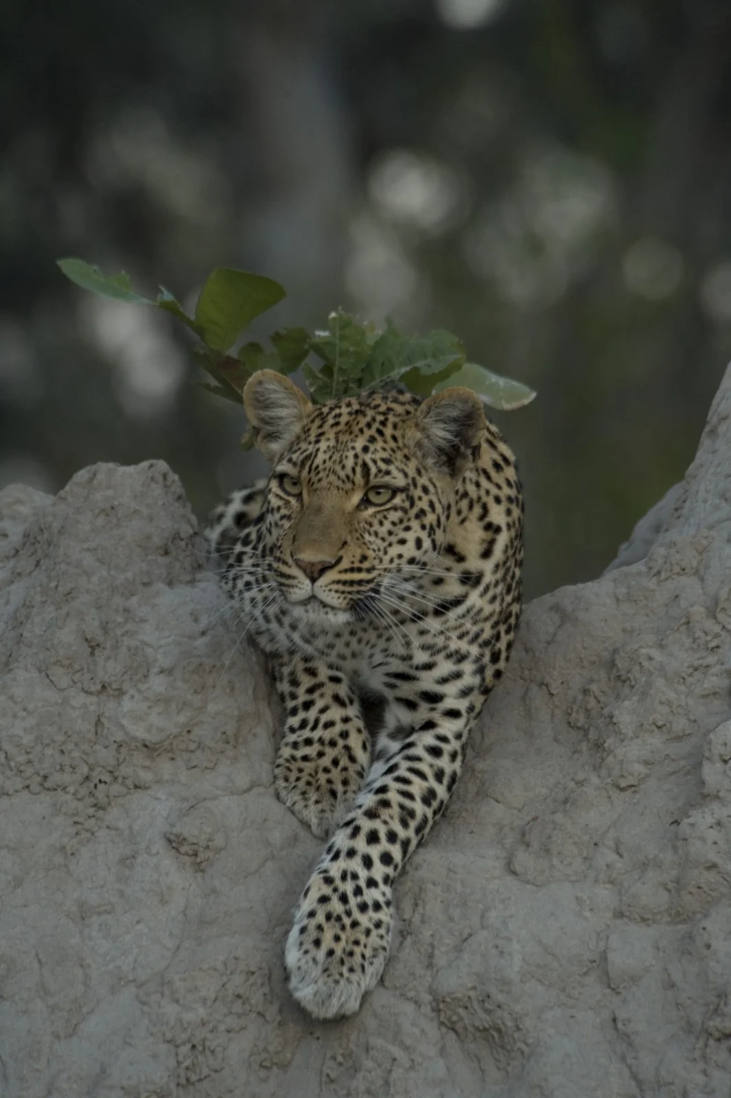 africa-13.jpg