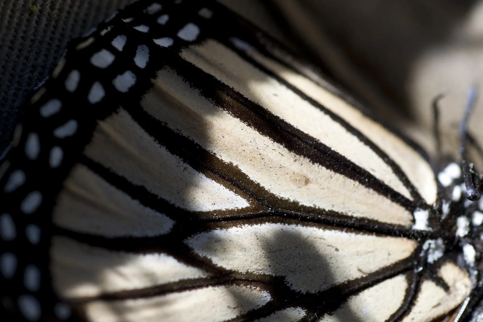 butterfly-migration-3.jpg