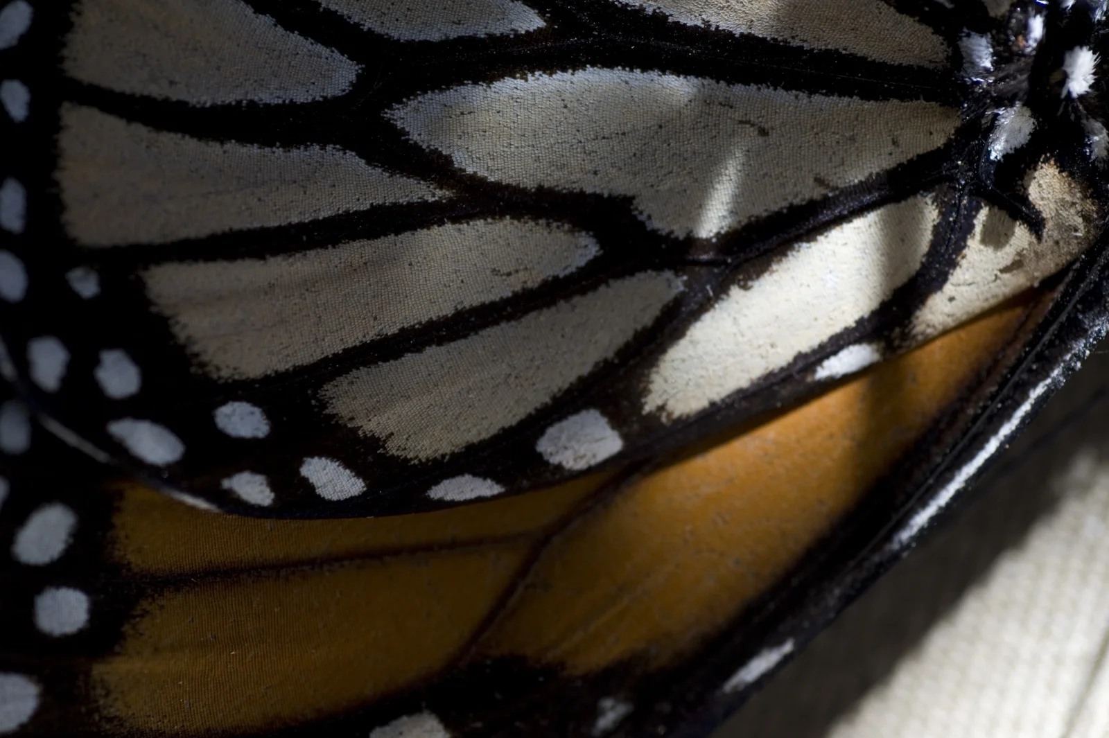 butterfly-migration-4.jpg