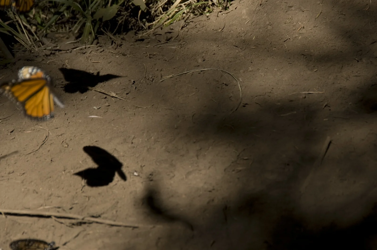 butterfly-migration-7.jpg