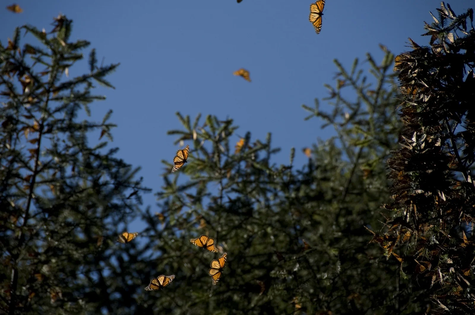 butterfly-migration-10.jpg