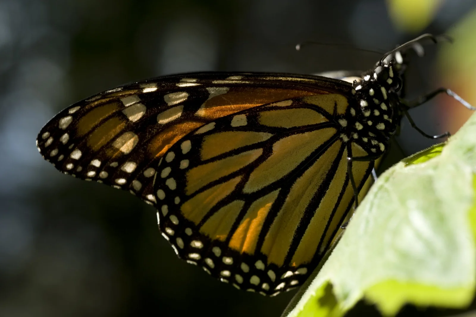 butterfly-migration-12.jpg
