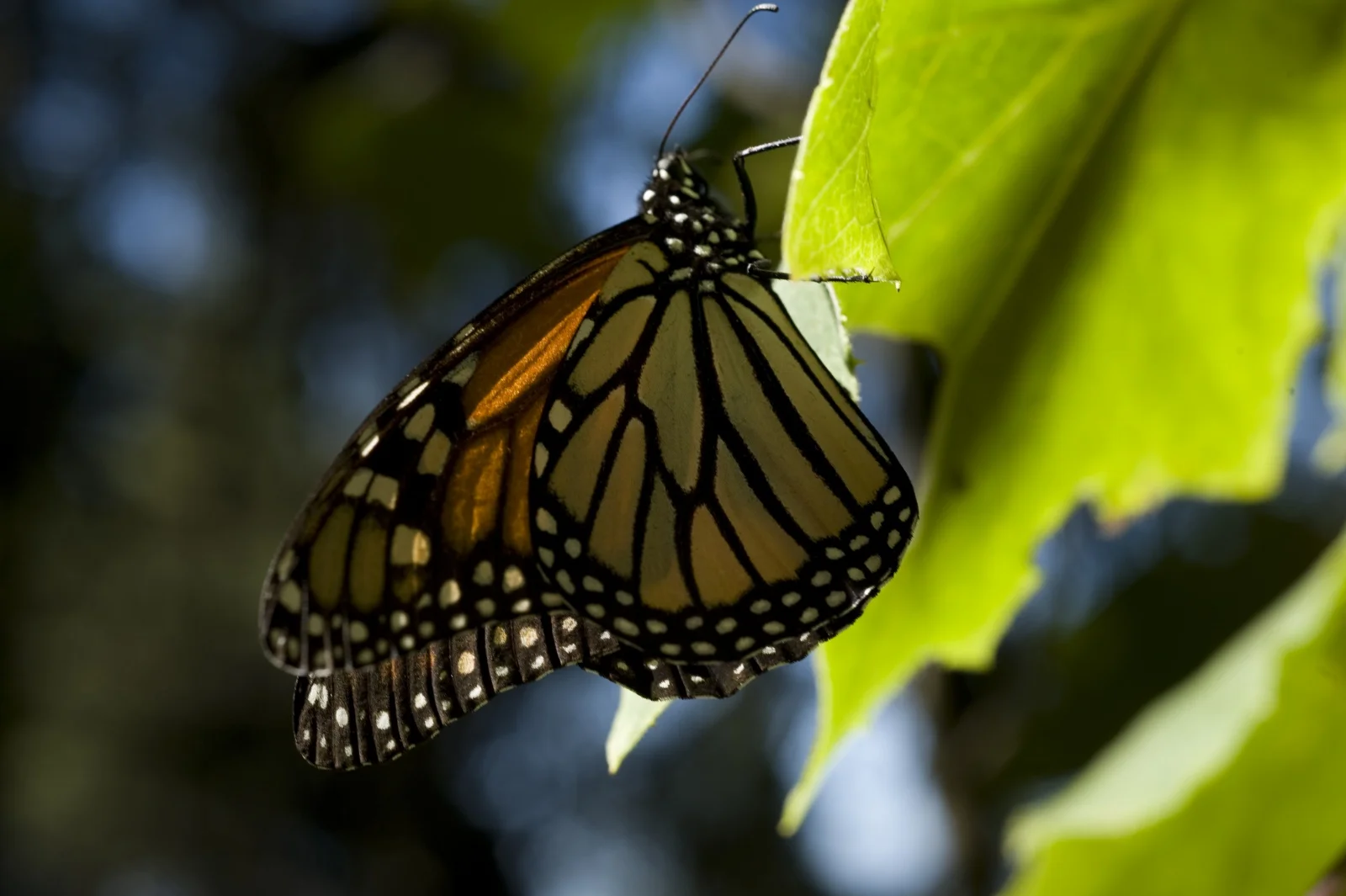 butterfly-migration-14.jpg