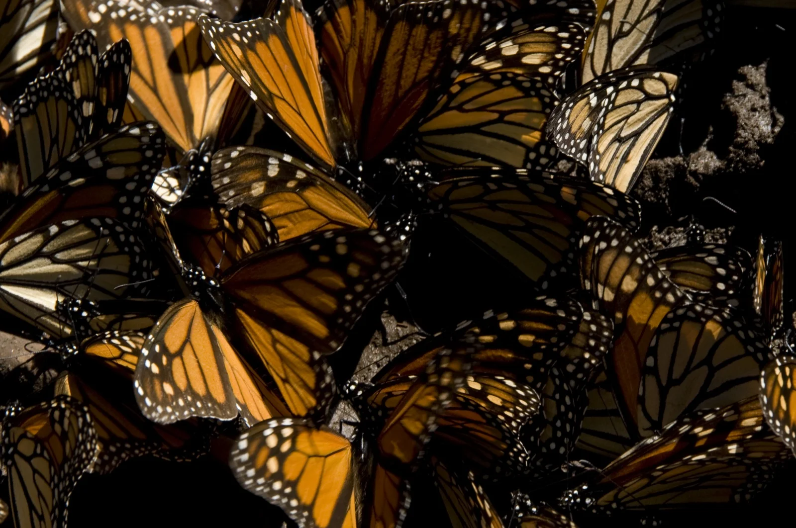 butterfly-migration-23.jpg