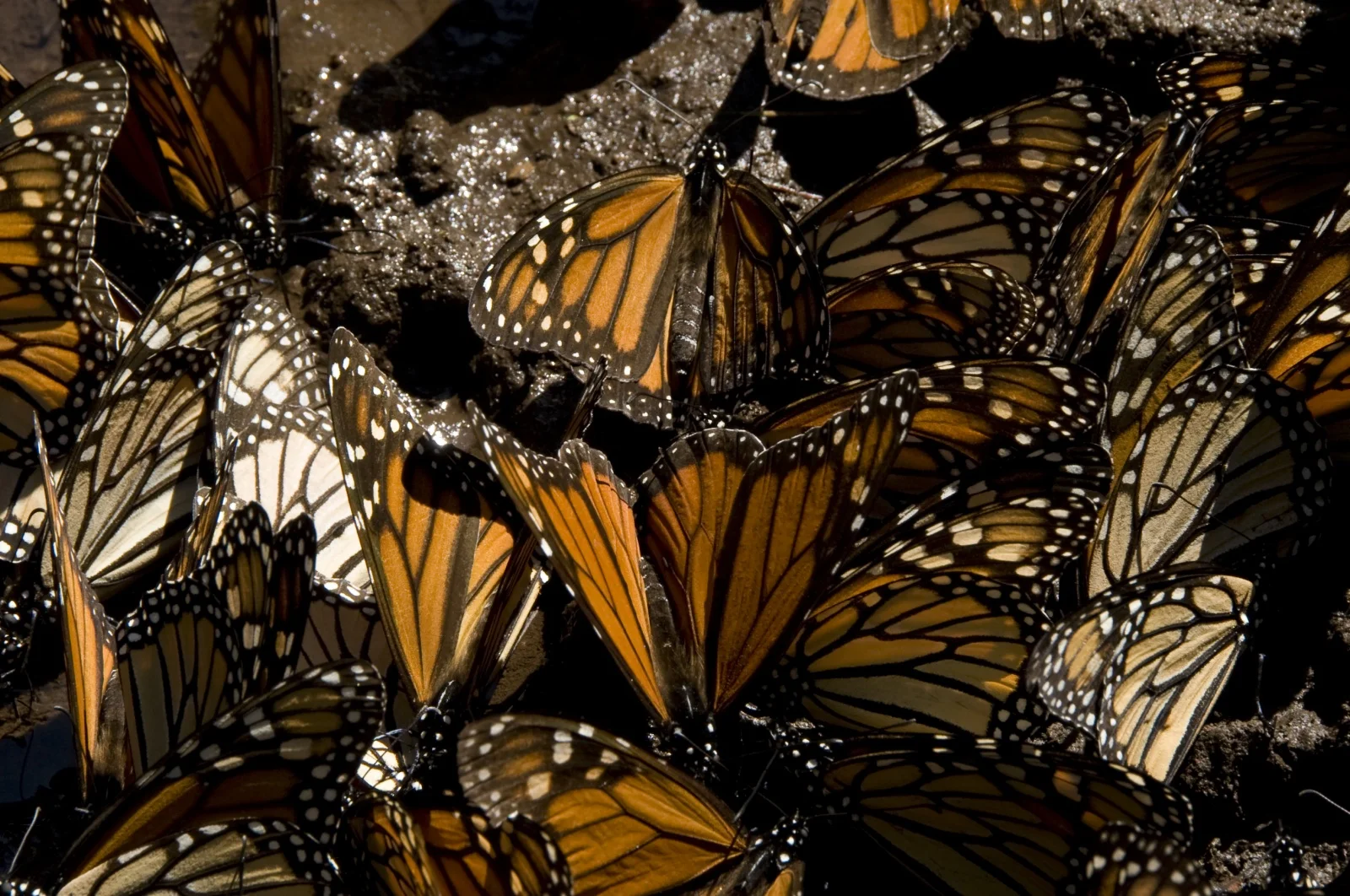 butterfly-migration-24.jpg