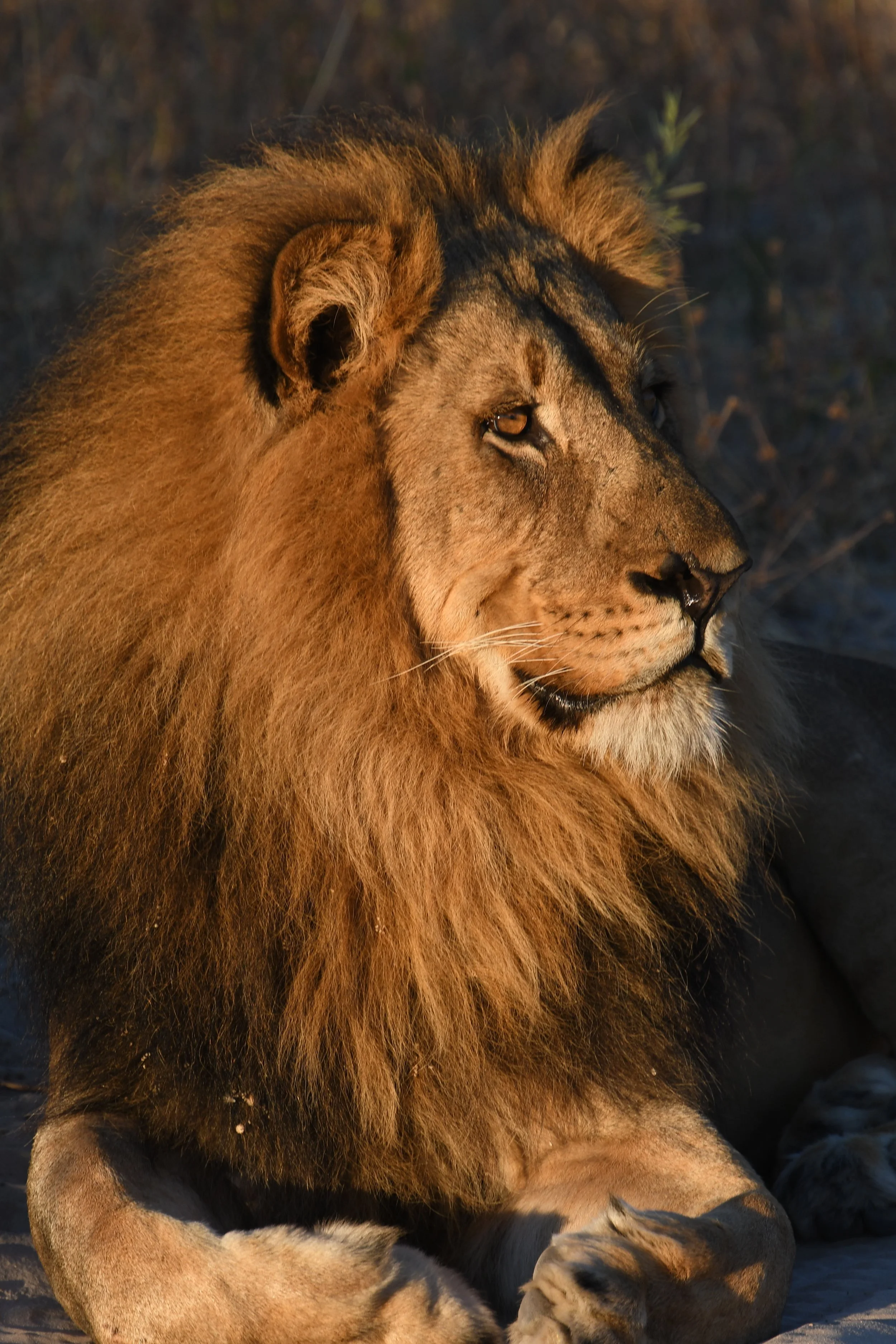 Best of Botswana - 13 of 35.jpg