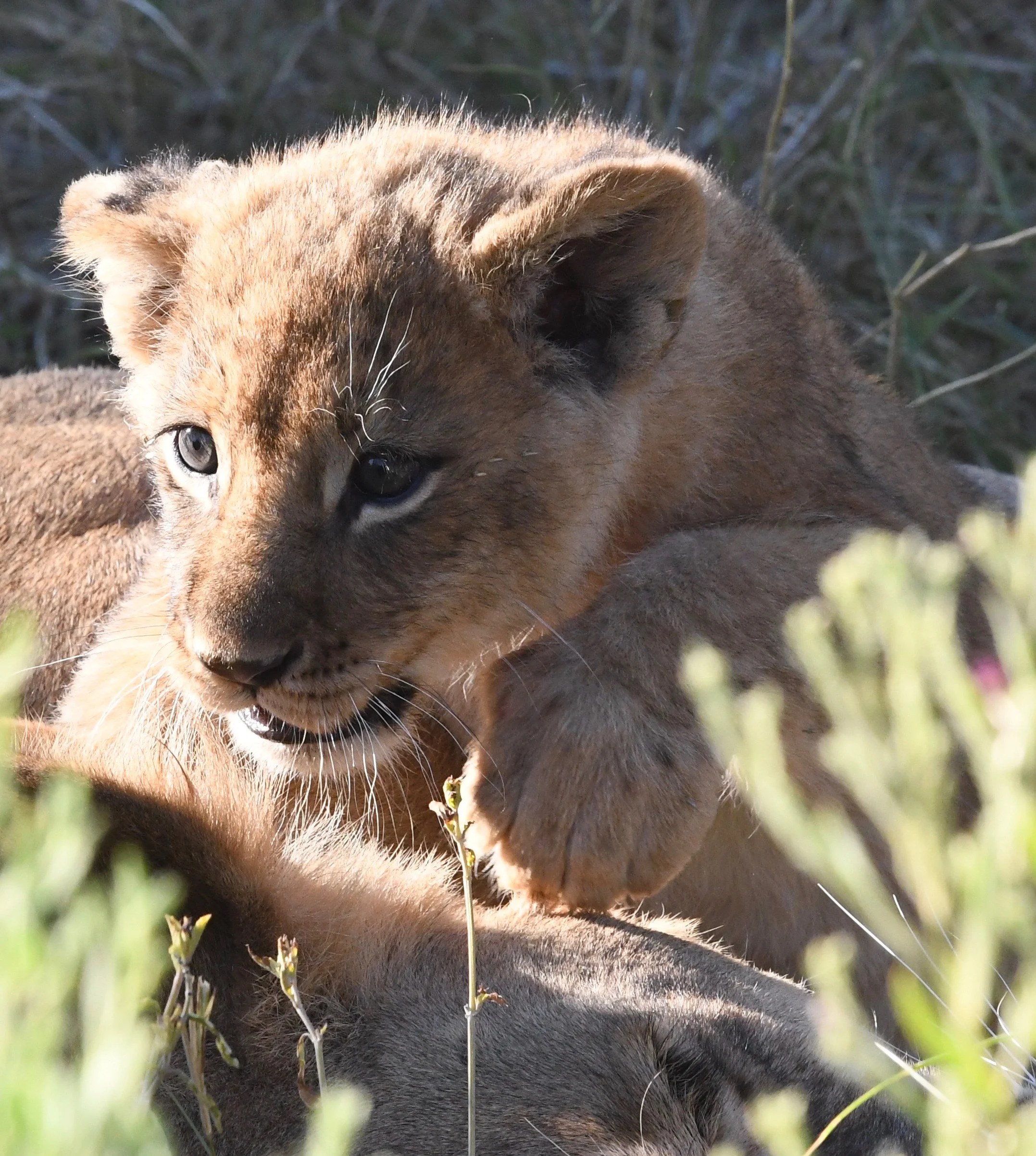 Best of Botswana - 30 of 35.jpg