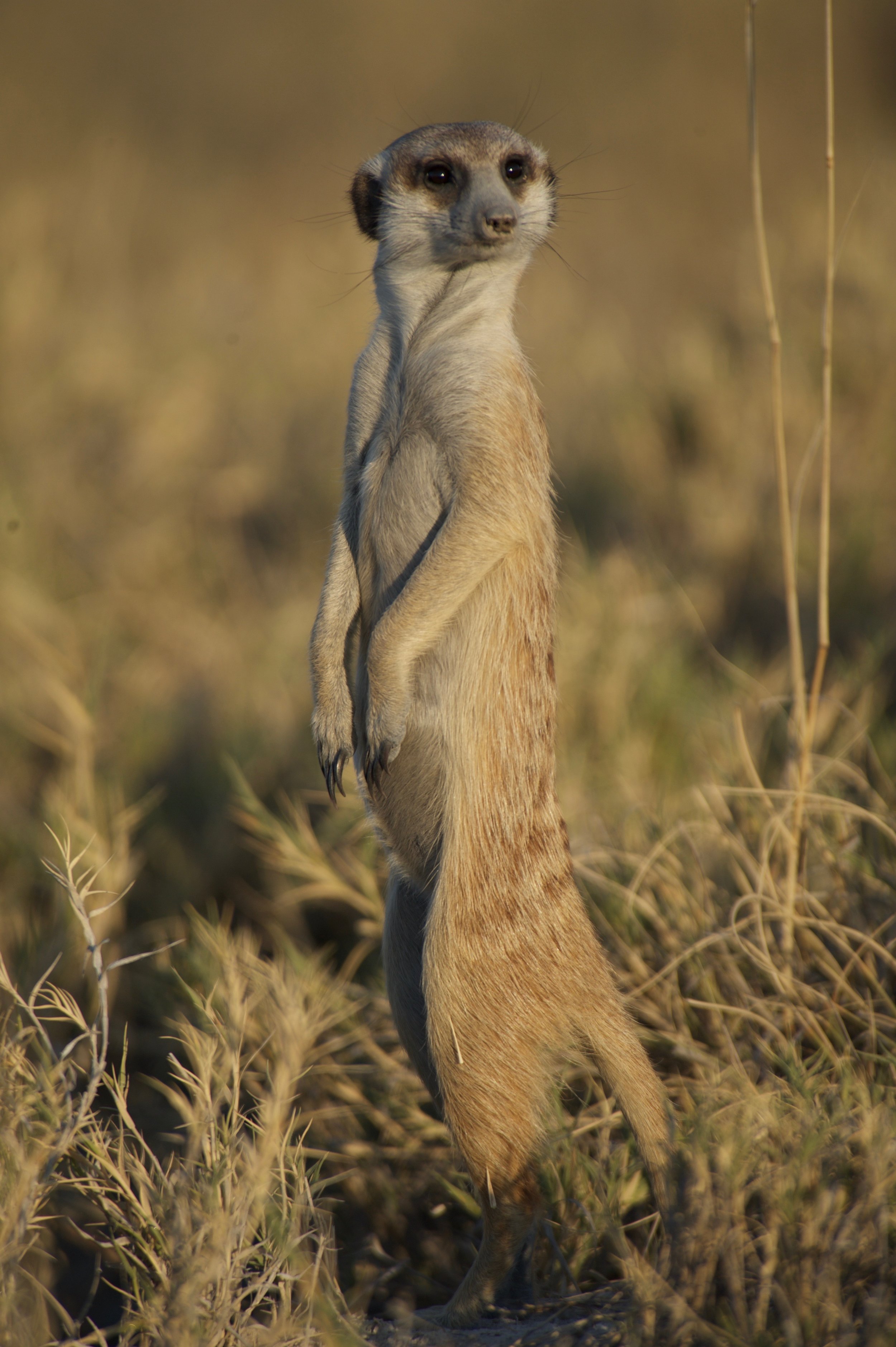 Meerkats