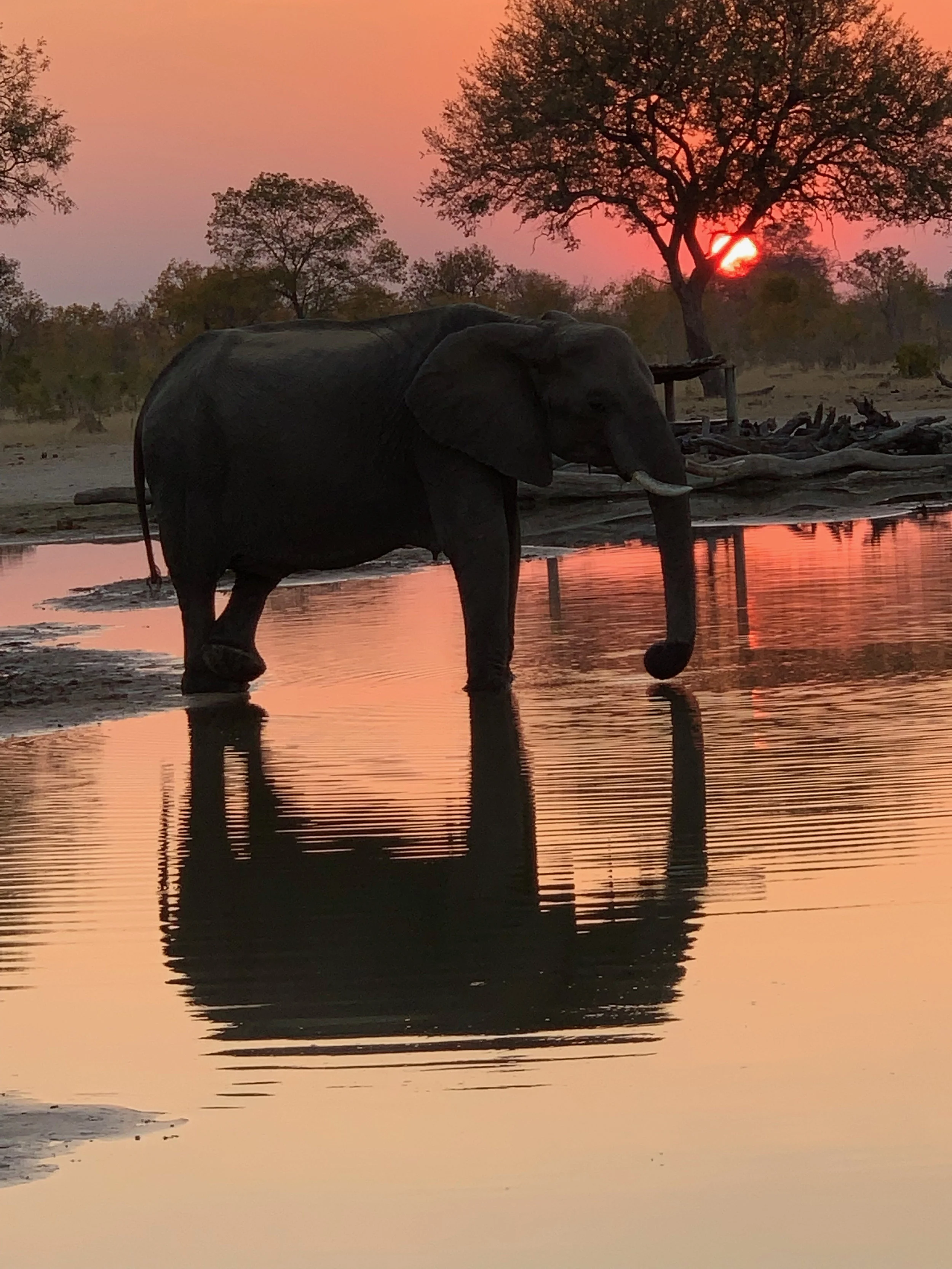 elephant.jpg