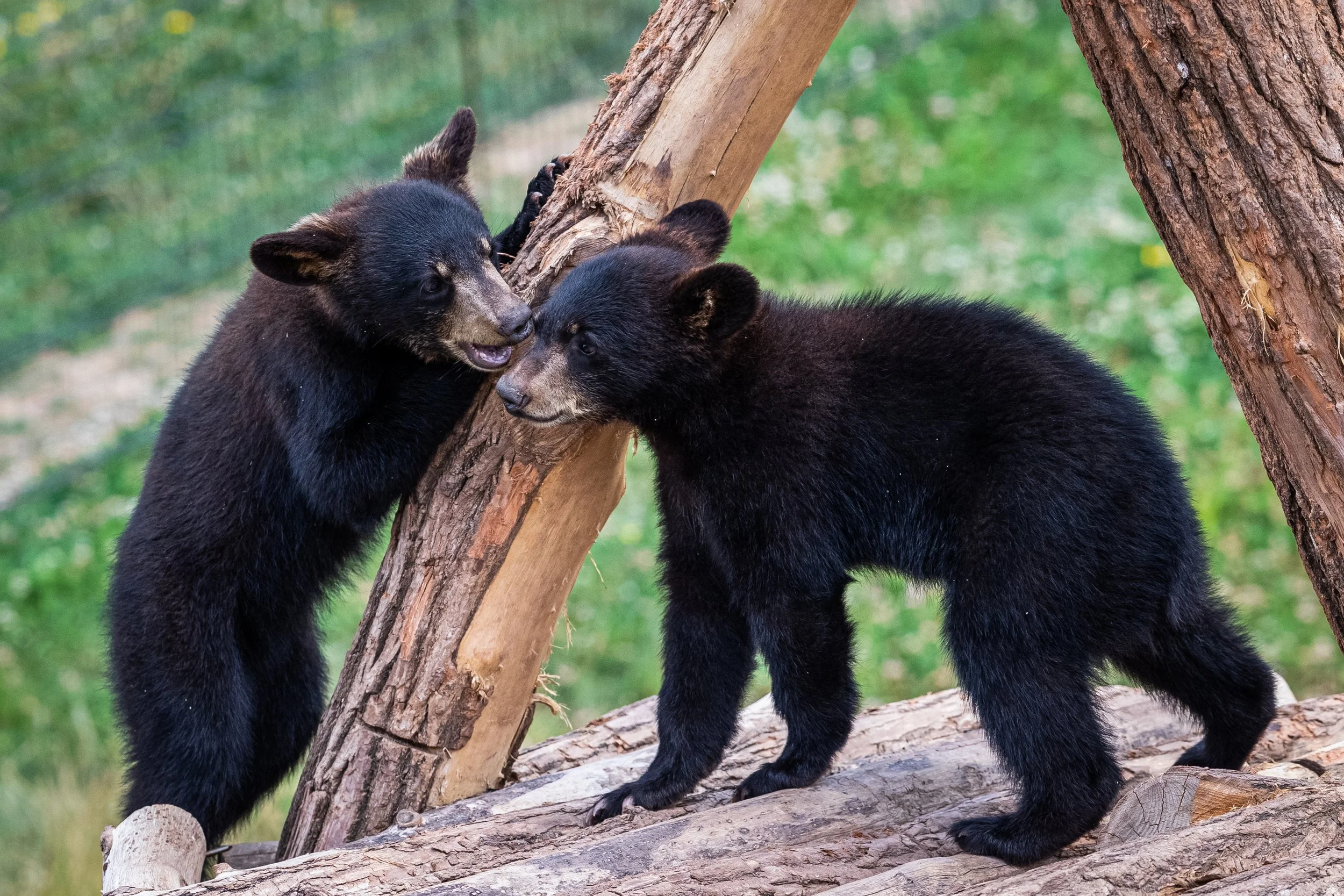 Project Spotlight: the Alberta Institute for Wildlife Conservation (AIWC)