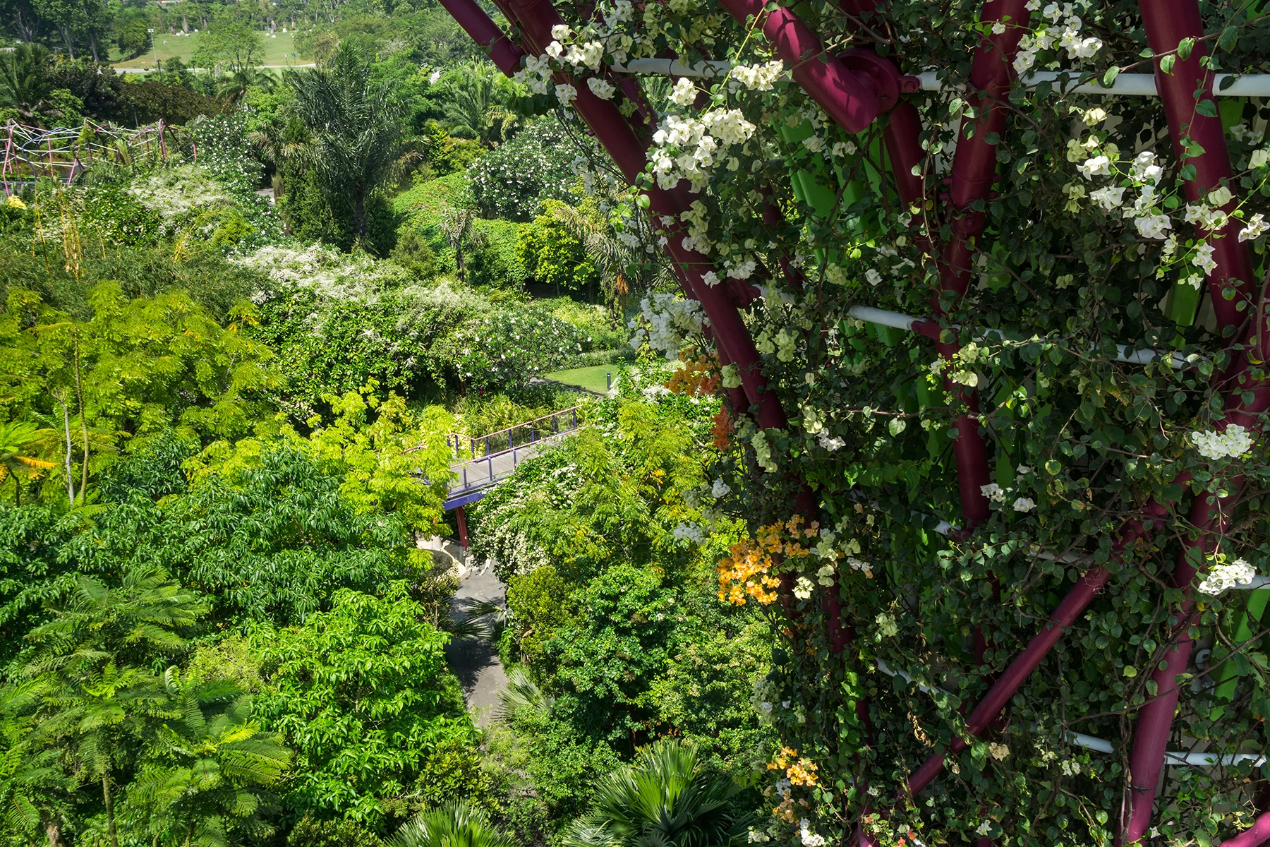 Supertree Grove